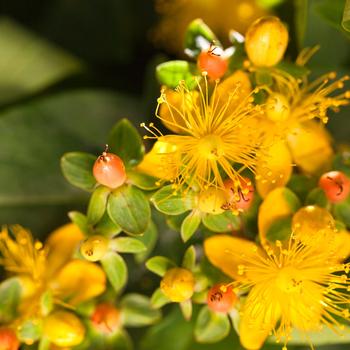 Hypericum Harvest Festival™ 'Pink' (192587)