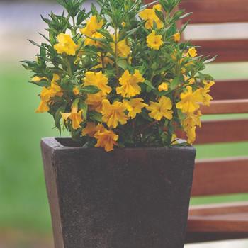 Mimulus aurantiacus Burst® 'Lemon' (192591)