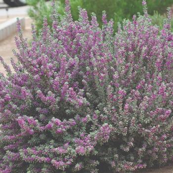 Leucophyllum frutescens 'San Antonio Rose' (192595)