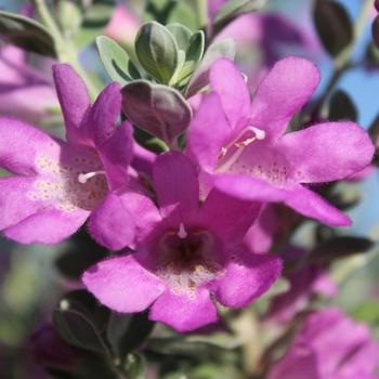 Leucophyllum frutescens 'San Antonio Rose' (192596)