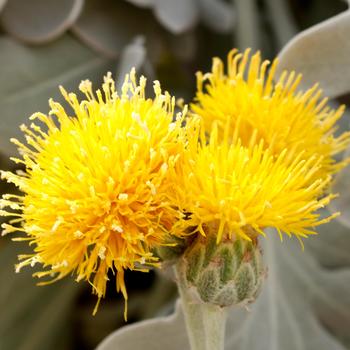 Centaurea ragusina 'Snowy Owl' (192634)