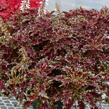 Coleus TERRA NOVA® 'Burgundy Filigree' (192636)