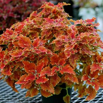 Coleus TERRA NOVA® 'Nutmeg' (192639)