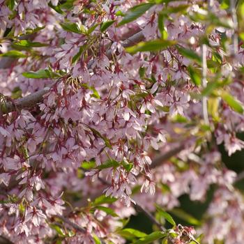 Prunus 'Pink Snow Showers™' (192666)