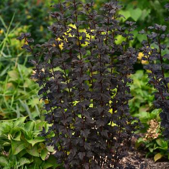 Physocarpus opulifolius Gumdrop™ 'Burgundy Candy' (192903)