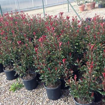 Photinia glabra 'Dynamo Red' (192925)