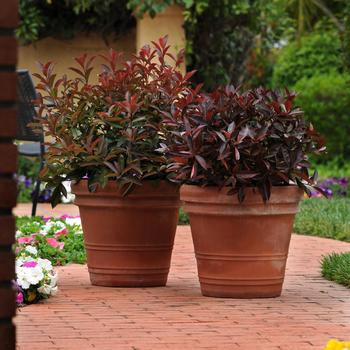 Photinia 'Cracklin' Red™' (192927)