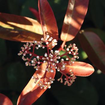 Photinia 'Cracklin' Red™' (192928)