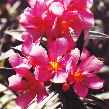 Nerium oleander 'Trey Boy™' (192955)