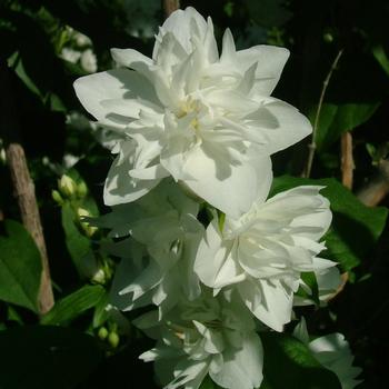 Philadelphus coronarius 'Icelandic™' (192969)