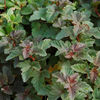 Physocarpus opulifolius Gumdrop™ 'Caramel Candy' (192972)