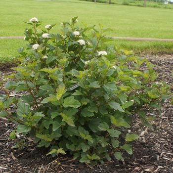 Physocarpus opulifolius Gumdrop™ 'Caramel Candy' (192974)