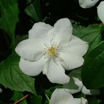 Philadelphus coronarius 'Romantic Knight™' (192976)