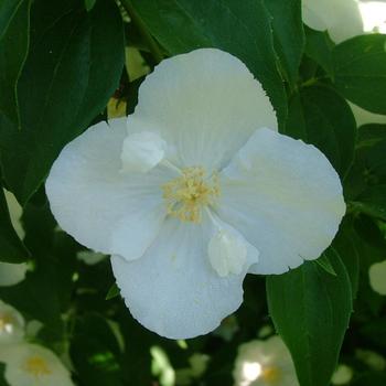 Philadelphus coronarius 'Romantic Knight™' (192978)