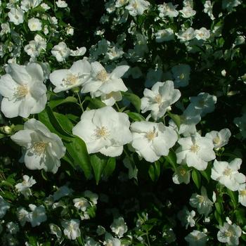 Philadelphus coronarius 'Romantic Knight™' (192979)