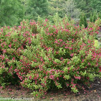 Weigela florida Sonic Bloom® 'Ghost®' (193430)