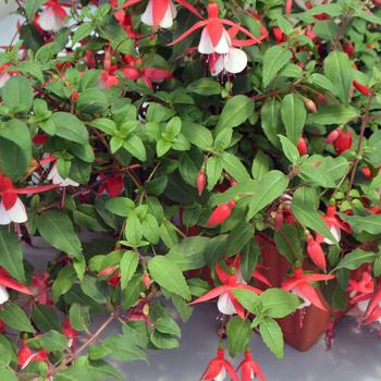 Fuchsia magellanica Windchimes® 'Upright Red and White' (193474)