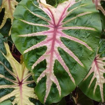 Colocasia esculenta Royal Hawaiian® 'Waikiki' (193528)