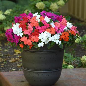 Impatiens walleriana Beacon® 'Formula Mix' (193580)