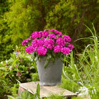 Dianthus Jolt™ 'Purple' (193589)