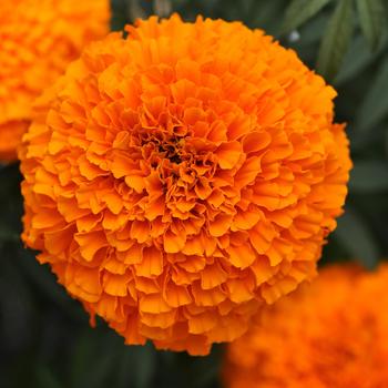 Tagetes erecta Xochi™ 'Orange' (193617)