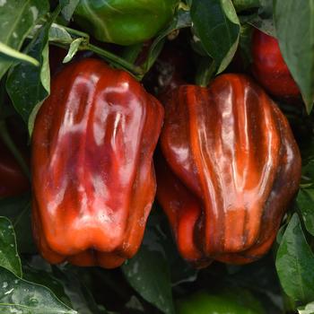 Capsicum annuum 'Candy Cane Chocolate Cherry' (193618)