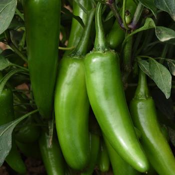 Capsicum annuum 'Pot-a-peno' (193623)