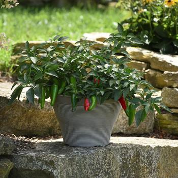 Capsicum annuum 'Pot-a-peno' (193625)