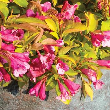 Weigela Prism™ 'Magic Carpet' (193718)