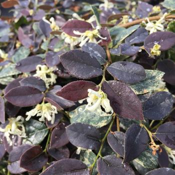 Loropetalum chinense 'Jazz Hands Night Moves®' (193720)