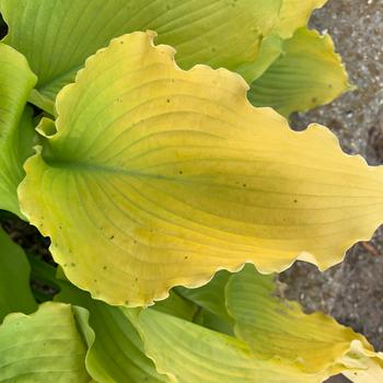 Hosta Shadowland® 'Echo the Sun' (193724)