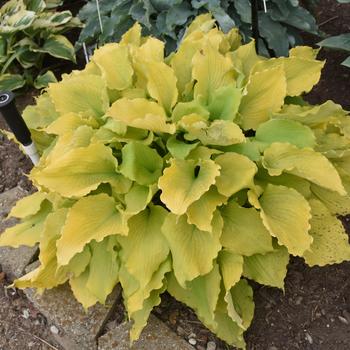 Hosta Shadowland® 'Echo the Sun' (193725)