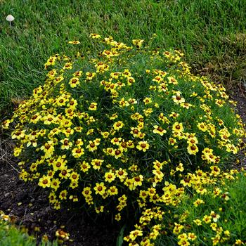 Coreopsis verticillata Sizzle & Spice® 'Sassy Saffron' (193882)