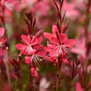 Gaura lindheimeri 'Whiskers Deep Rose' (193885)