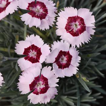 Dianthus Mountain Frost™ 'Ruby Snow' (193930)