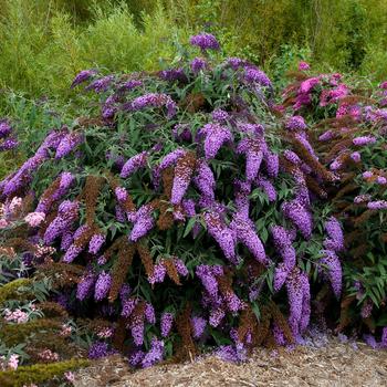 Buddleia 'Violet Cascade' 