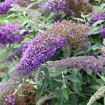 Buddleia 'Violet Cascade' (193935)