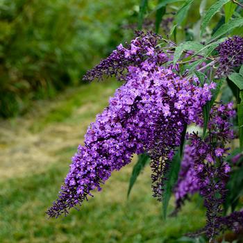 Buddleia 'Violet Cascade' (193936)