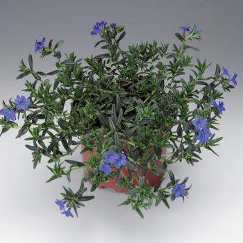 Lithodora diffusa 'Grace Ward' (193939)