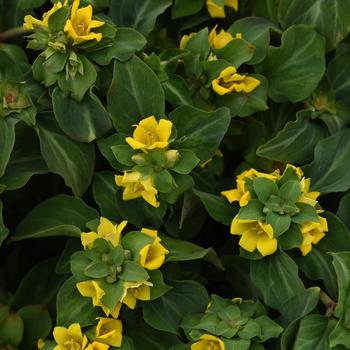 Lysimachia alfredii 'Night Light' (193945)