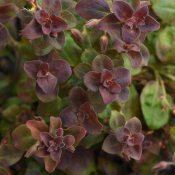 Lysimachia congestiflora 'Firefly' (194023)