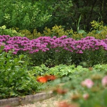 Monarda didyma BeeMine™ '' (194028)