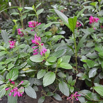 Scutellaria longifolia 'Purple Fountain' 