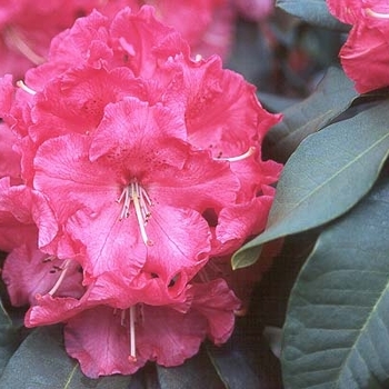 Rhododendron 'El Camino' 