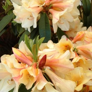 Rhododendron 'Felicity Fair' 