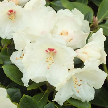 Rhododendron 'Flava' 