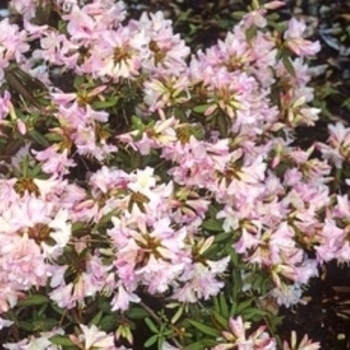 Rhododendron 'Honsu's Baby' 