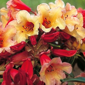 Rhododendron 'Jingle Bells' 