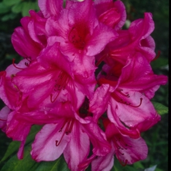 Rhododendron 'John Coutts' 