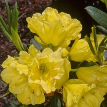 Rhododendron 'Nike' 